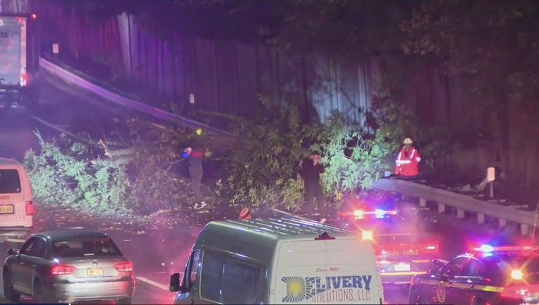 Falling tree kills driver on I-95