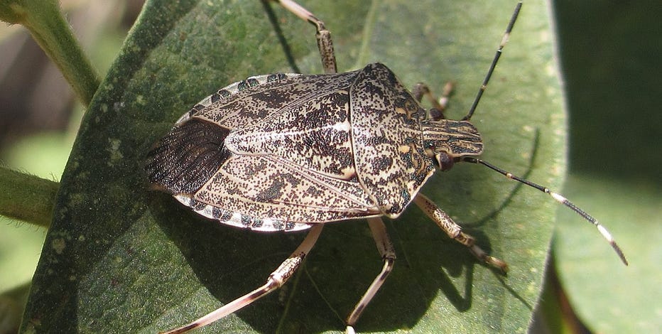 Worsening climate change could mean more stink bugs, study says