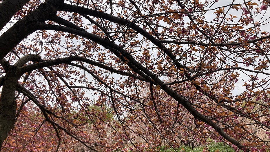 A tree in Branch Brook Park