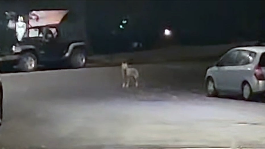 A coyote on a street in the Bronx at night