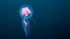 Why jellyfish show up on shore during a storm – and why most fish don’t
