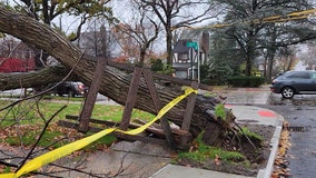Strong wind knocks down trees in NYC
