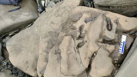 'RAWR!': Tyrannosaurus rex footprint discovered in remote Alaska national park