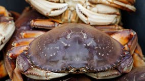 Dungeness crab die-off underway along US West Coast