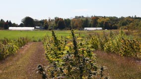 New York's first pot crop jeopardized by court fight