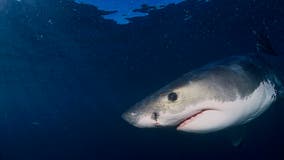 California swimmer survives shark attack off Pacific coast