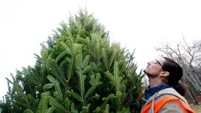Nearly 1 in 5 people willing to pay $200 or more for their Christmas tree, survey finds