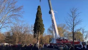 Rockefeller Christmas Tree cut down and heading to NYC