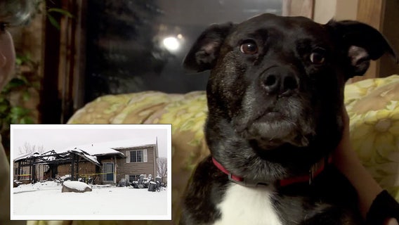 Dog who ran away during house fire reunited with family