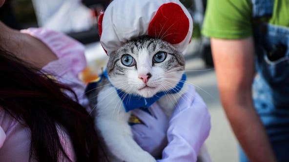 Scientists working on new experimental cat allergy shot that may provide longer-lasting relief