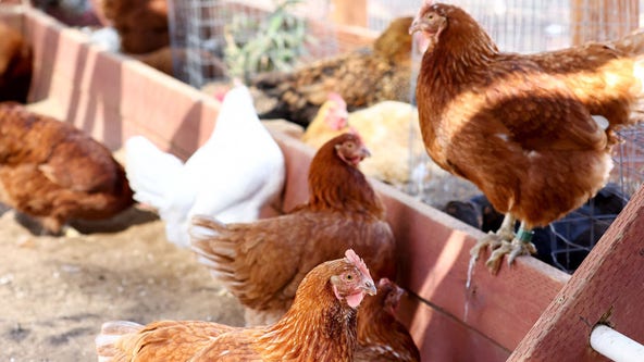 Bird flu latest: Another 1.8 million chickens to be killed on Nebraska farm