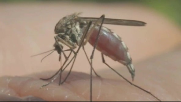 We finally know why some people get more mosquito bites than others
