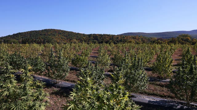 NY cannabis farmers have $750M of weed and nowhere to sell it