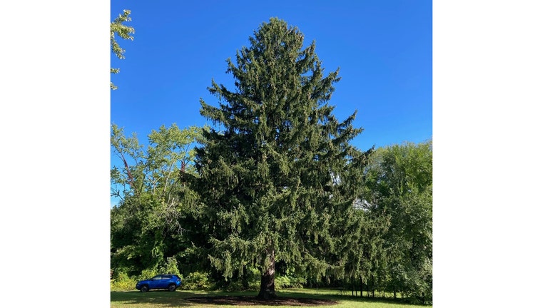 The tree that has been selected as the 2022 Rockefeller Center Christmas Tree (Image courtesy Tishman Speyer)