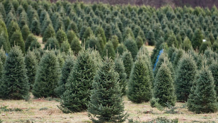 Christmas Tree Farm In Pennsylvania