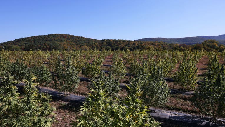 NY cannabis farmers have 0M of weed and nowhere to sell it