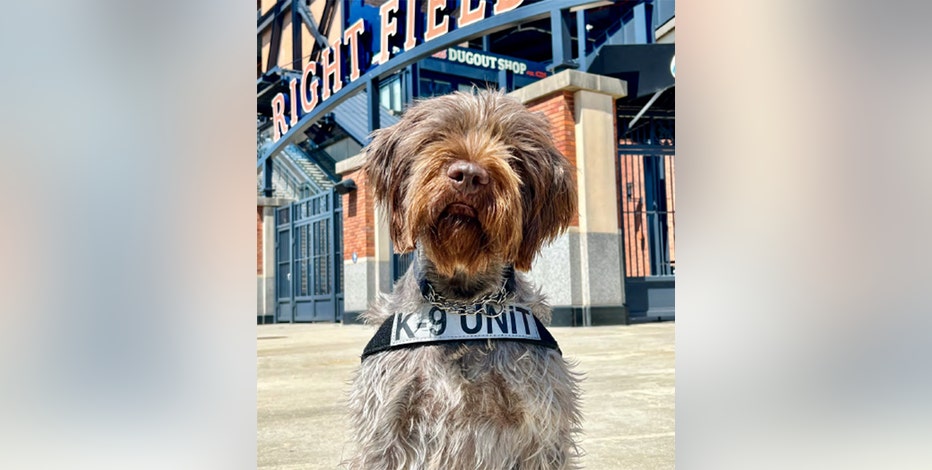 astros dog day 2023｜TikTok Search