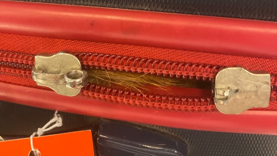 Cat fur sticking out of luggage with zippers slightly opened