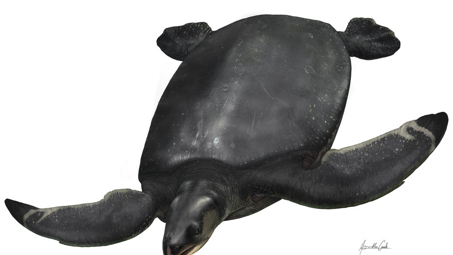 Fossil of car-sized sea turtle, likely one of the largest ever ...