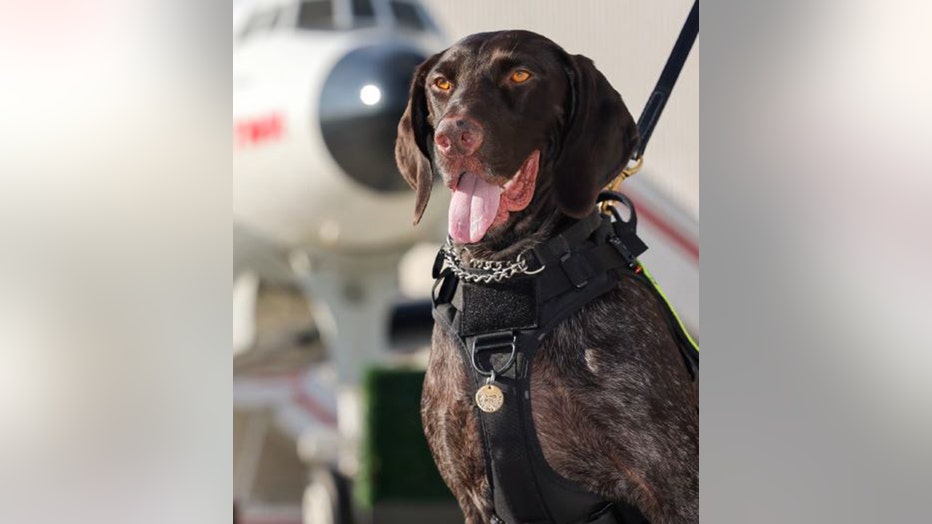 A dark brown working dog