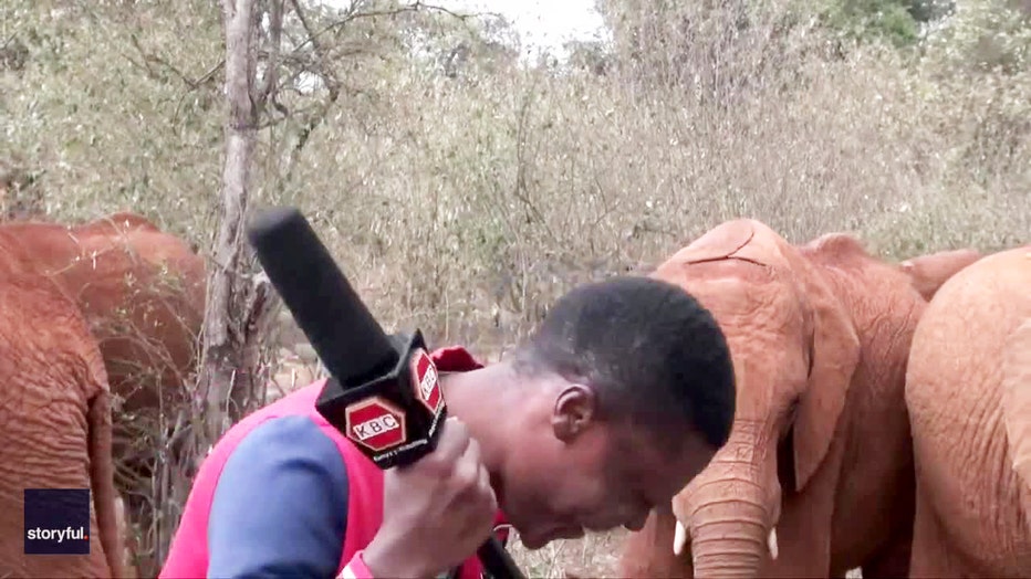 funny-video-elephant-reporter-kenya-2.jpg