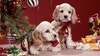 More Americans to buy gifts for pets than in-laws, survey finds