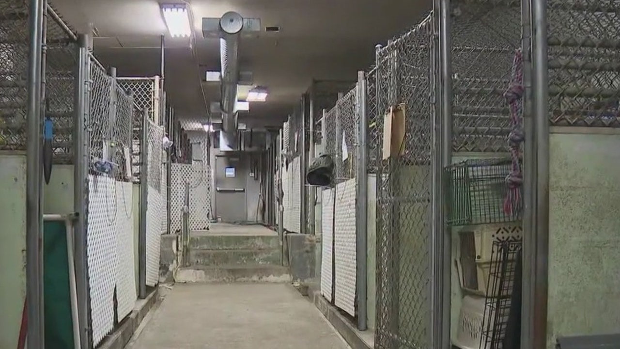 New York animal shelter to close its doors, citing inhabitable conditions New York animal shelter to close its doors, citing inhabitable conditions