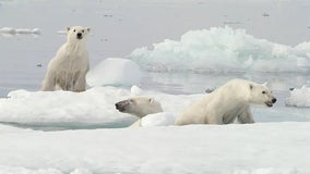 Polar bears near 'Polar Bear Capital' dying at alarming rate, new survey found