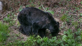 Relocated ‘nuisance’ bear travels nearly 1,000 miles, returns to national park