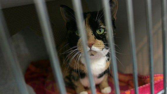 Animal Care Centers of NYC gets $10K grant to help get cats out of crowded shelter