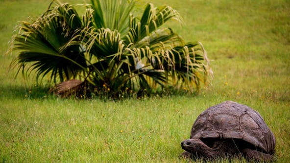 Jonathan the tortoise celebrates 190th birthday, oldest living land animal