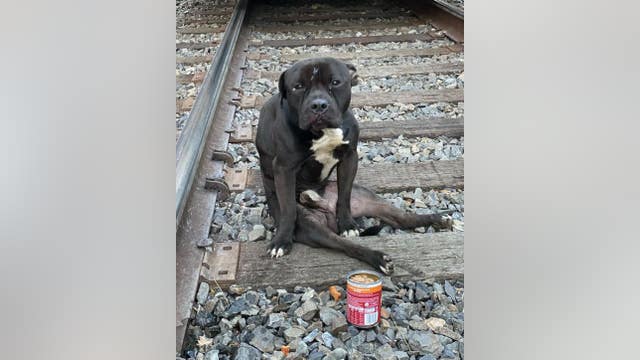 'Help us save Lucky's life': Nonprofit in need of donations for dog left paralyzed after being hit by train