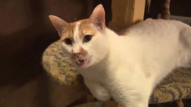 Animal rescue needs help to continue mission