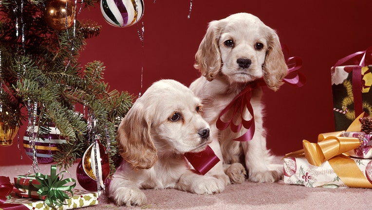 Two cocker spaniel puppy presents sit under a Christmas tree in this file photo.(Photo by H. Armstrong Roberts/ClassicStock/Getty Images)