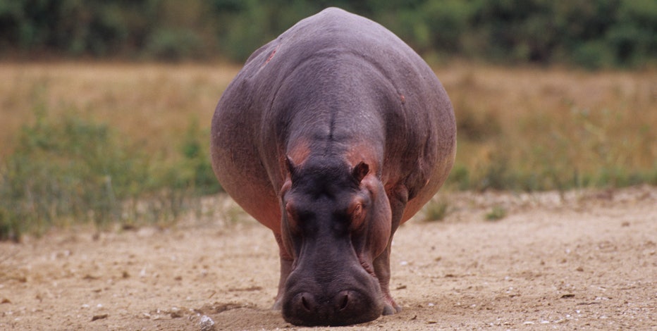 Hippo swallows, spits out 2-year-old boy in Uganda