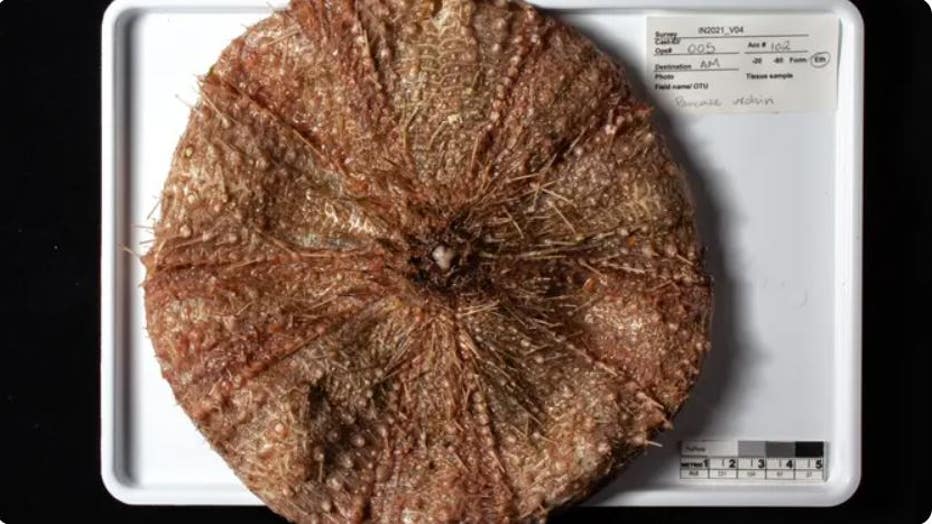 a9374575-pancake-urchin.jpg