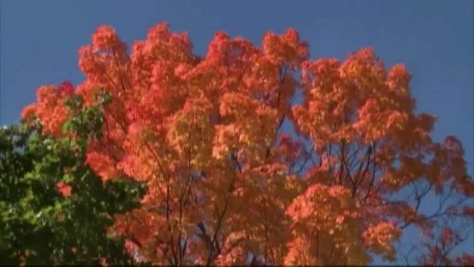 A tree with colorful leaves in the fall.