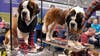 AKC's 'Meet the Breeds' returns to NYC's Javits Center