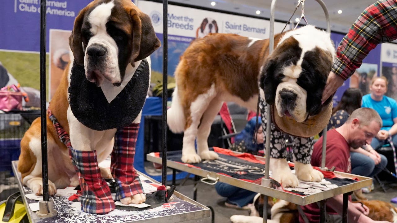 AKC's 'Meet The Breeds' Returns To NYC's Javits Center | FOX 5 New York