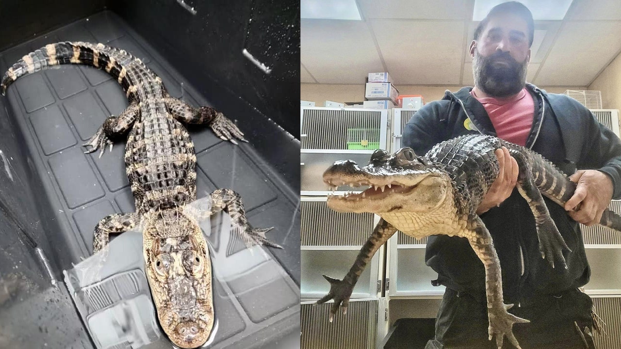 Alligator found abandoned in New Jersey | FOX 5 New York