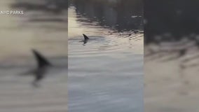 Dolphins spotted in Bronx River
