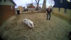 'Mini' pig that went viral is too big, town says
