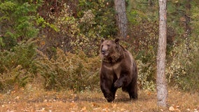 3 grizzly bears in Montana tested positive for bird flu, euthanized last fall