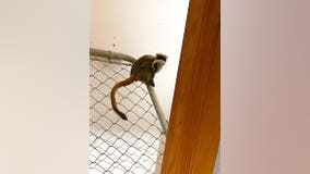 Missing Dallas Zoo monkeys found in abandoned Lancaster home