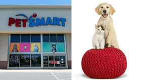PetSmart searching for cat and dog 'chief toy testers,' offering $10,000 each