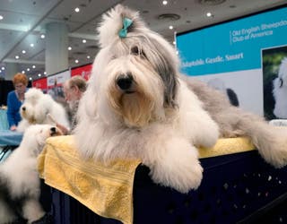 Owner kisses her Old English Sheep Dog named Pippa during the AKC Meet the  Breeds at Piers 92 and 94 in New York, NY, February 9, 2019. The American  Kennel Club (AKC)