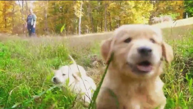 Things to do this weekend across the New York City area