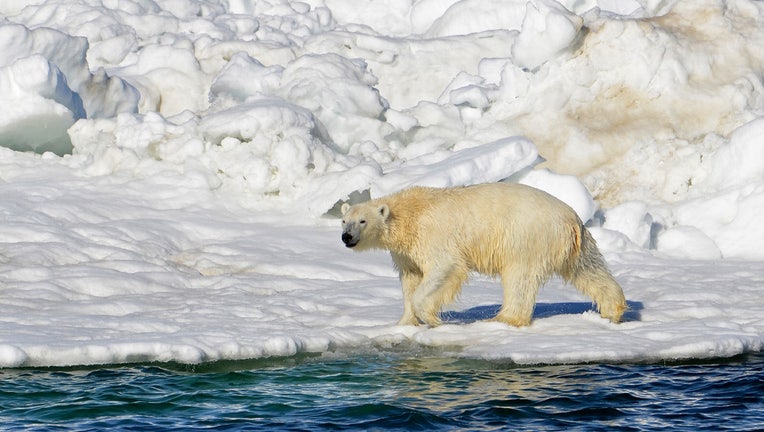 FILE - In this June 15, 2014, file photo released by the U.S. Geological Survey, a polar bear dries off after taking a swim in the Chukchi Sea in Alaska. A polar bear has attacked and killed two people in a remote village in western Alaska, according to state troopers who said they received the report of the attack on Tuesday, Jan 17, 2023, in Wales, on the western tip of the Seward Peninsula. (Brian Battaile/U.S. Geological Survey via AP, File)