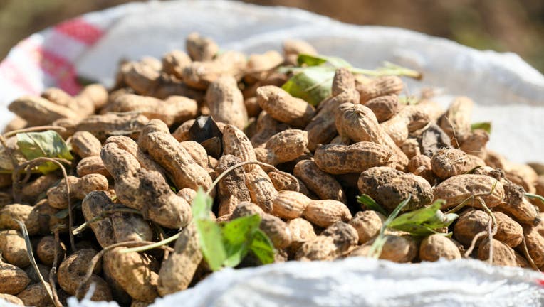 Peanuts Agriculture Syria