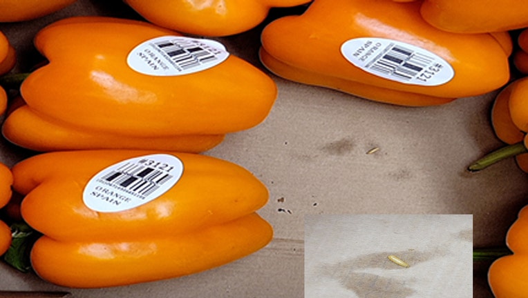 Photos from the U.S. Customs and Border Protection show the peppers and a closer shot of a Med Fly. (UBP)